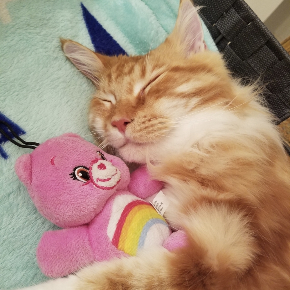 Naps are good! 🦊 Foxy knows best 🦊
